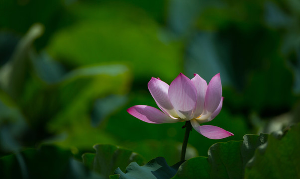 荷花 荷塘