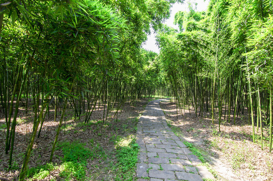 竹林小路