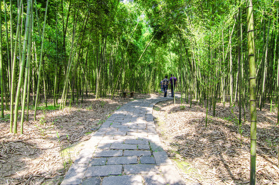 竹林小路