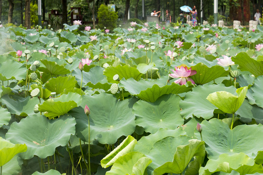 綠油油的荷花池 高清大圖