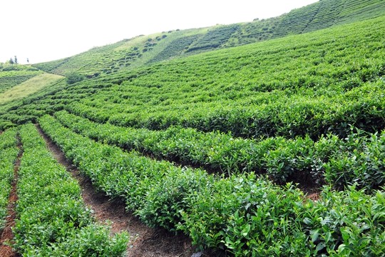美麗農(nóng)村風(fēng)景風(fēng)光