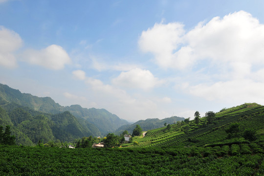茶園茶葉農(nóng)業(yè)