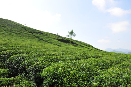 茶園茶葉農(nóng)業(yè)