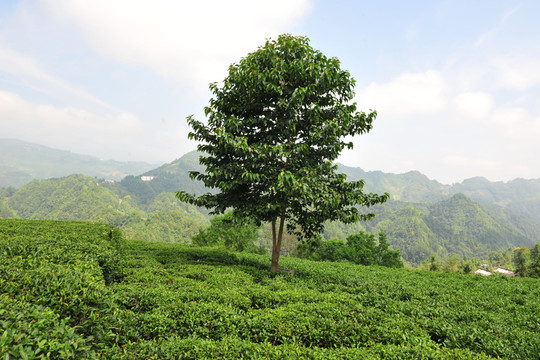 茶園茶葉風(fēng)景
