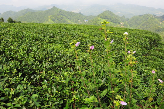 茶園茶葉風(fēng)景