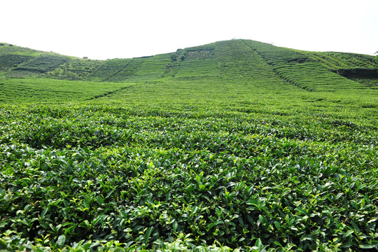茶園茶葉風景風光
