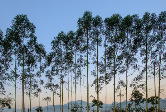 桉樹背景