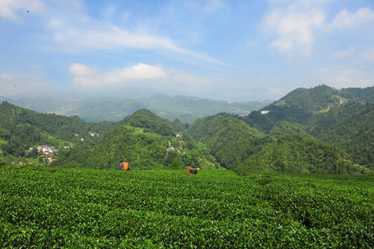 農(nóng)村農(nóng)民茶園采摘