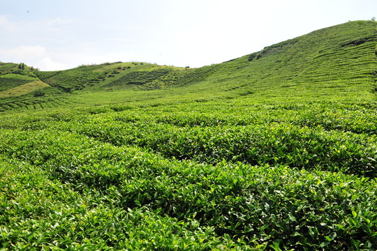 农民的茶叶茶园
