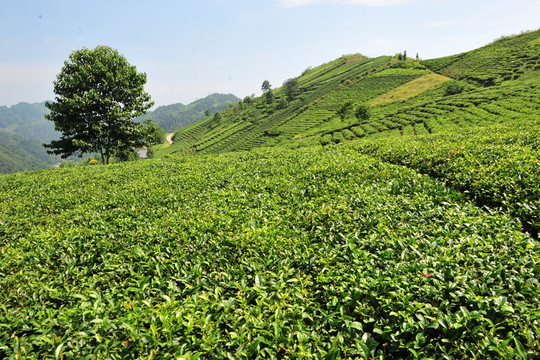 農(nóng)民的茶葉茶園