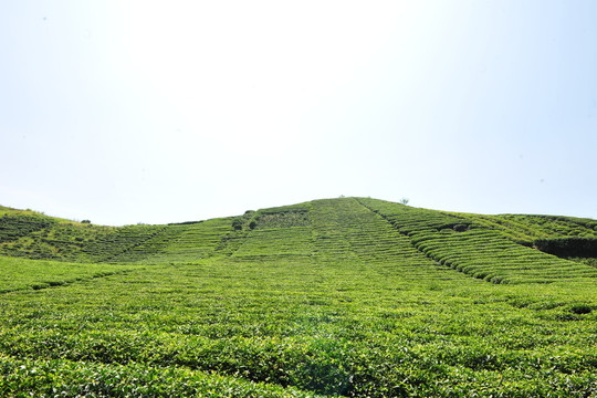 農(nóng)民的茶葉茶園
