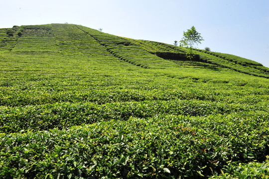 農(nóng)民的茶葉茶園