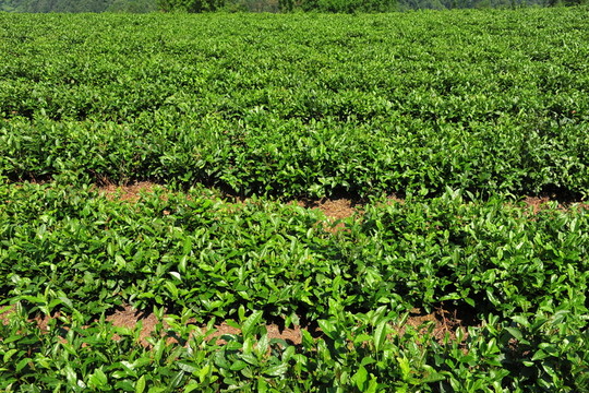 茶園茶葉風(fēng)景風(fēng)光