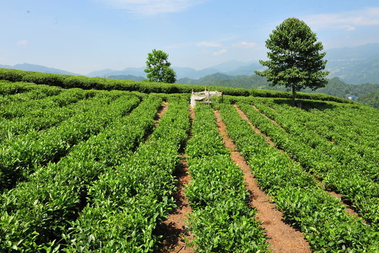 茶園茶葉風(fēng)景風(fēng)光
