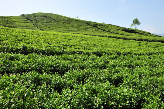 茶園茶葉風景風光