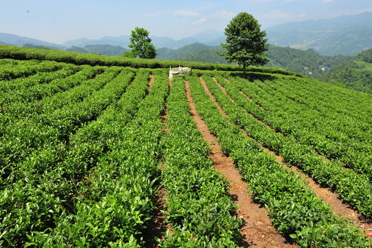 茶園茶葉