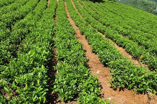 茶園茶葉