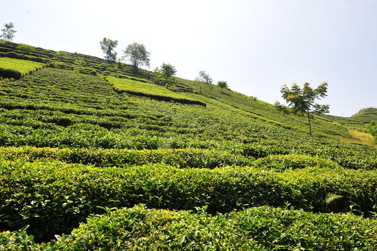 美麗茶園茶葉風(fēng)景