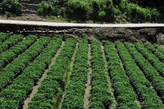 農(nóng)村越野道路