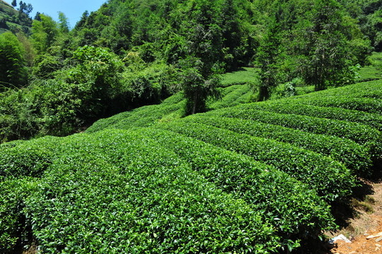 美麗茶園
