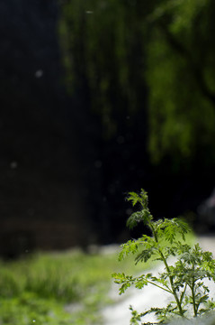 夏季手機(jī)壁紙春季綠色植物微距