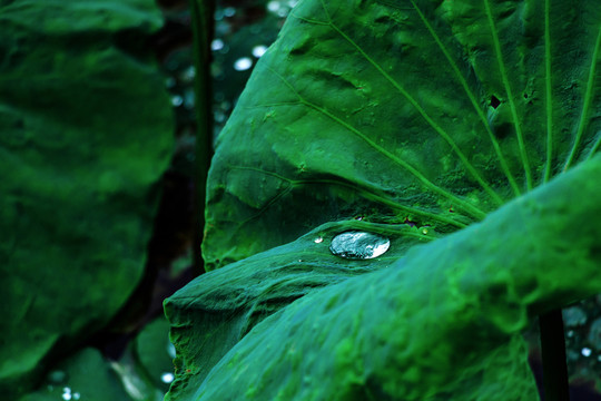 荷葉雨水 雨水