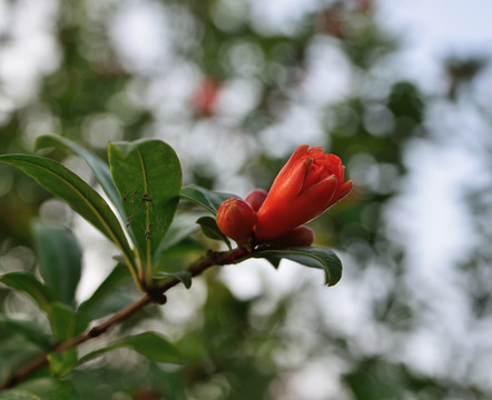 石榴花