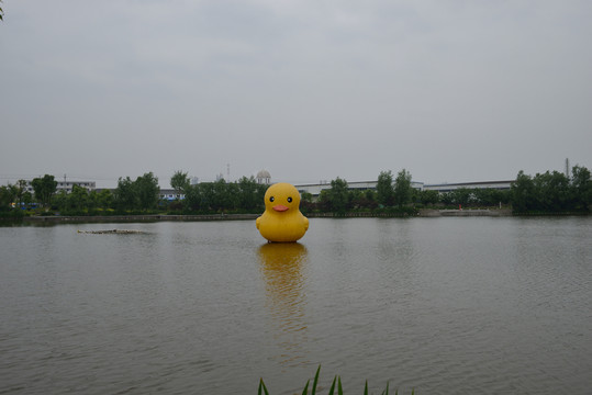 大黃鴨 公園