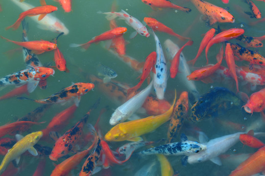 觀賞魚