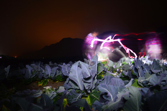 農(nóng)忙摘西蘭花