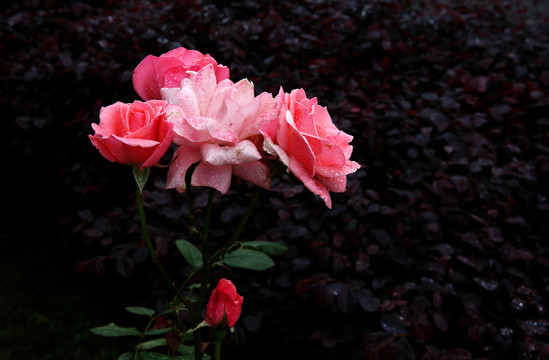 雨后的蔷薇花