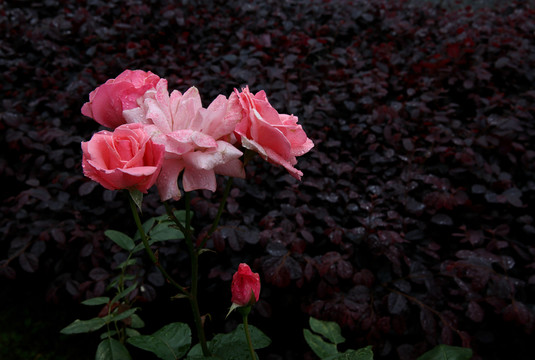 雨后的蔷薇花
