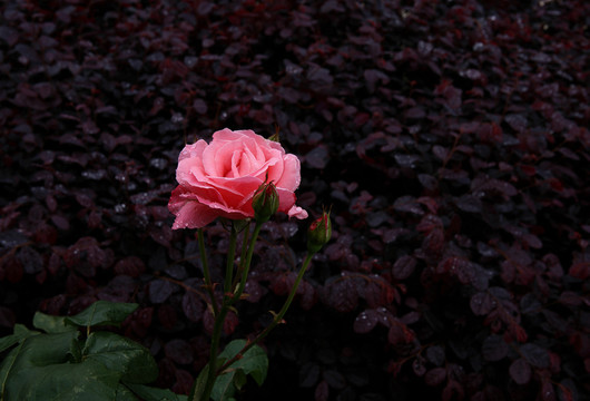 雨后的薔薇花