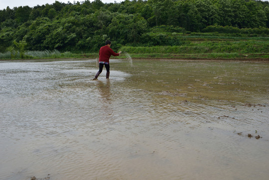 田園