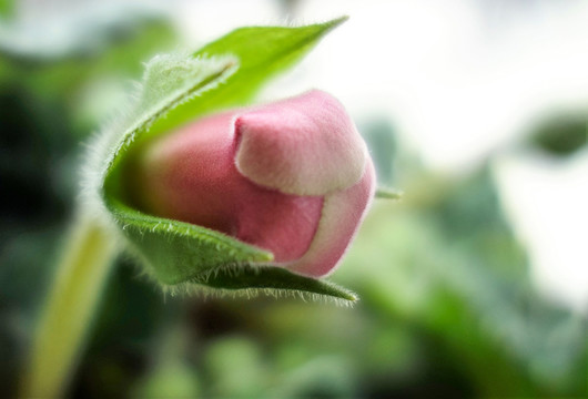 花蕾