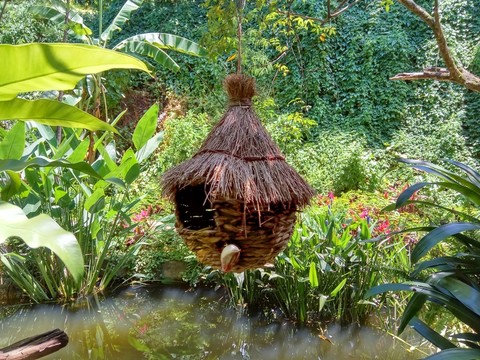 人工鳥窩 鳥窩 水潭植物