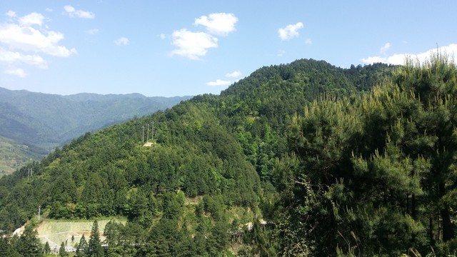 綠化