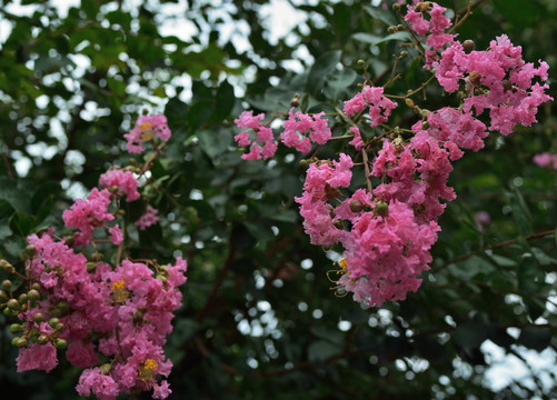 紫薇花