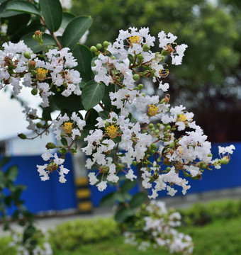 紫薇花 風(fēng)景
