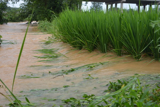 水災(zāi) 洪水 水災(zāi)現(xiàn)場