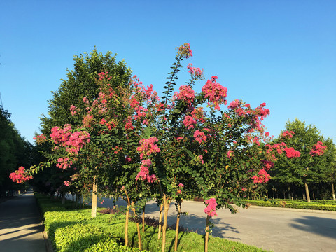 紫薇花