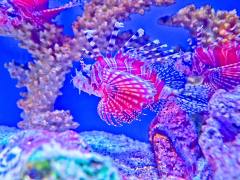 海底世界 獅子魚