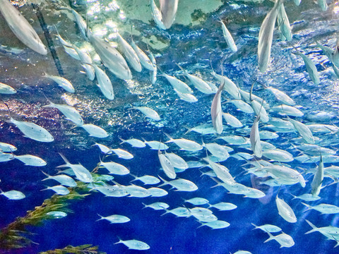 海洋魚(yú)群 海洋館 海底世界