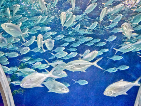 海海底世界 海洋館 魚群 魚