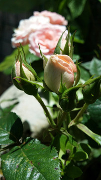 粉色玫瑰花