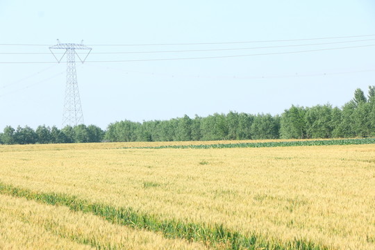 麥田