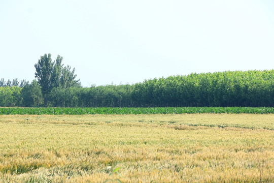 麥田
