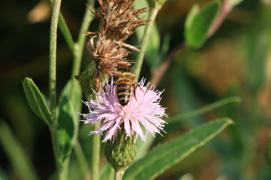 蜜蜂