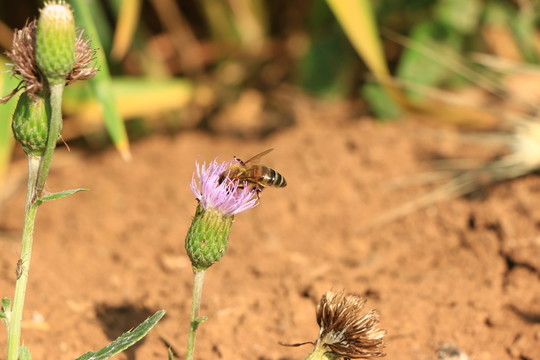 蜜蜂