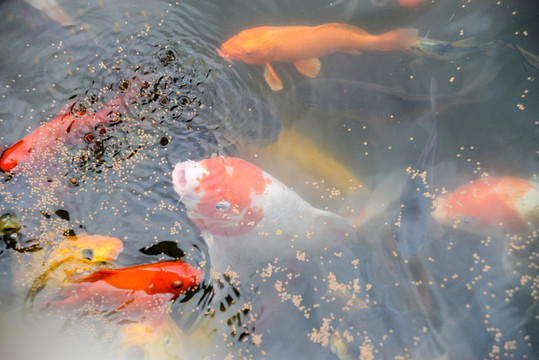 觀賞魚錦鯉